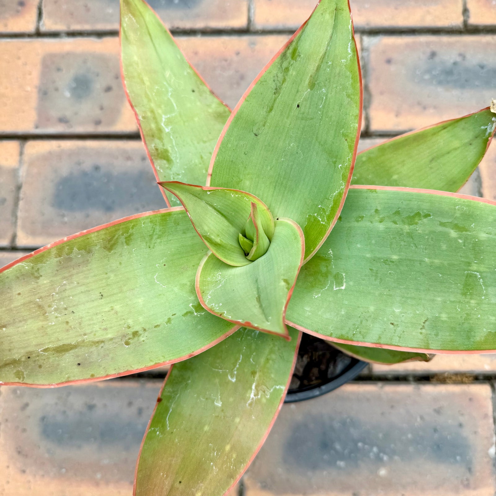 Aloe Striata (Coral Aloe) – Terra Viva Home and Garden