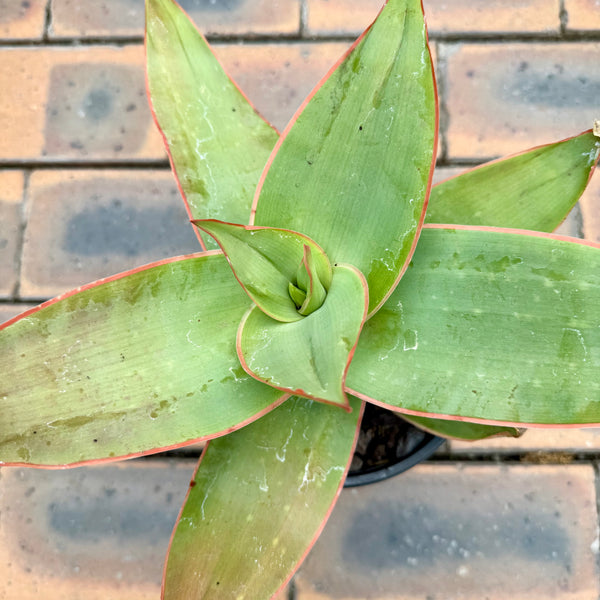 Aloe Striata (Coral Aloe)