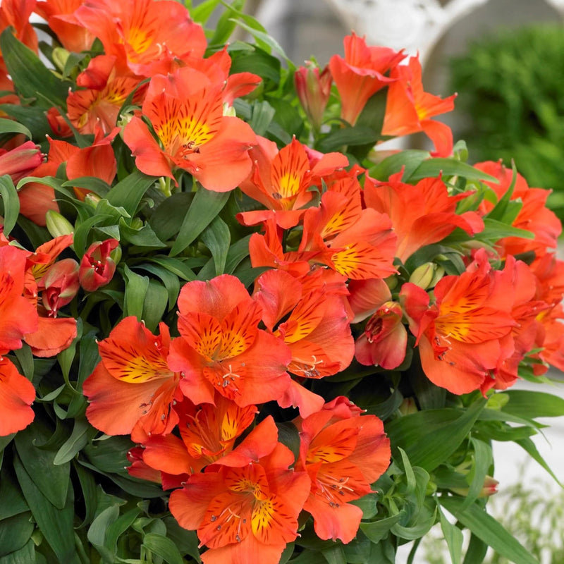 Alstromeria Amina