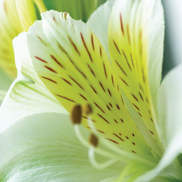 Alstromeria Inca | White Sparkle