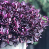 Alternanthera | Choco Chili