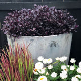 Alternanthera | Choco Chili