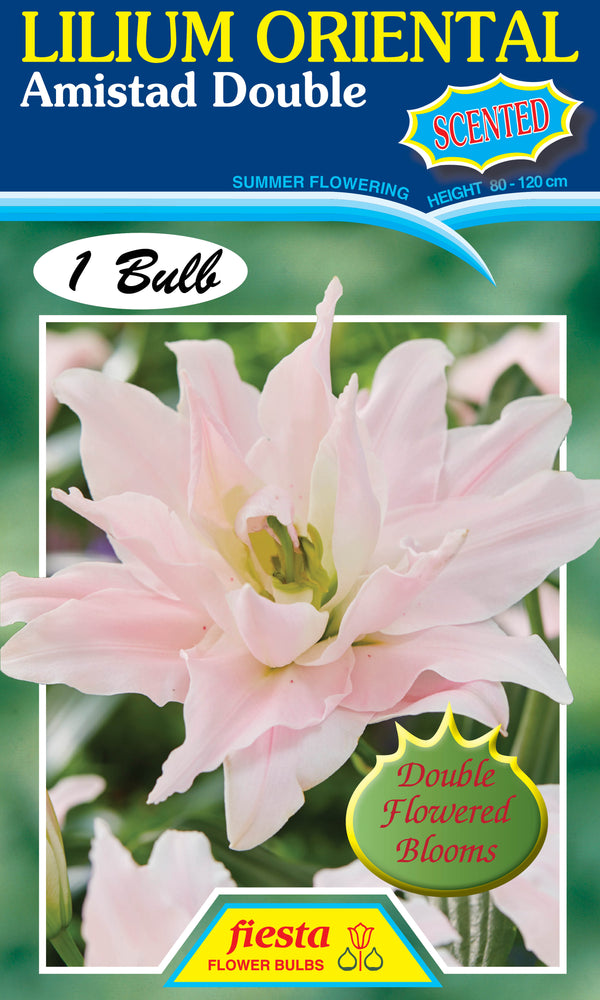 Lilium Amistad Double
