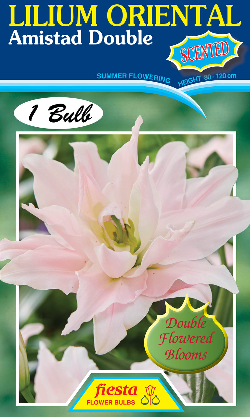 Lilium Amistad Double