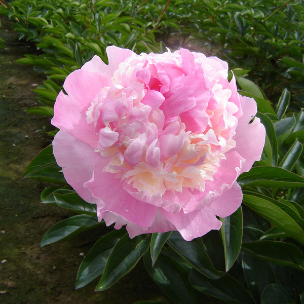 Peony - Angel Cheeks