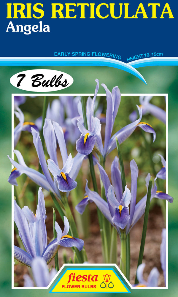 Iris Reticulata Angela