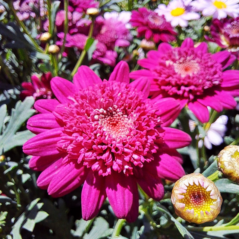 Argyranthemum | Bordeaux