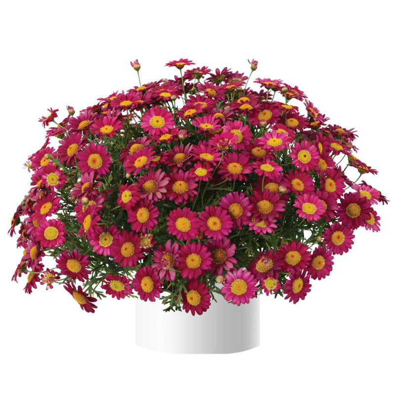 Argyranthemum | Angelic Burgundy