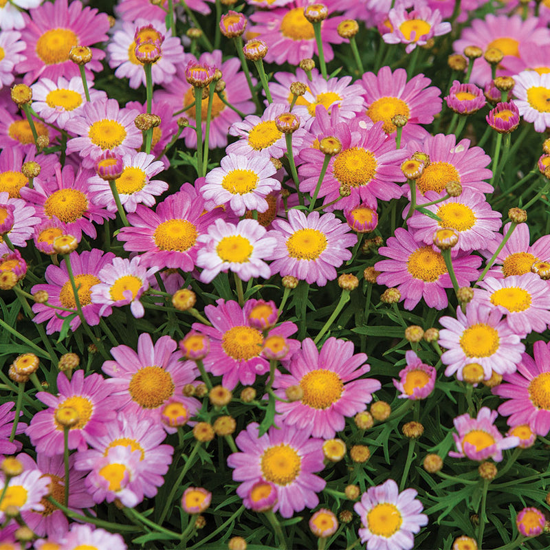 Argyranthemum | Baby Pink
