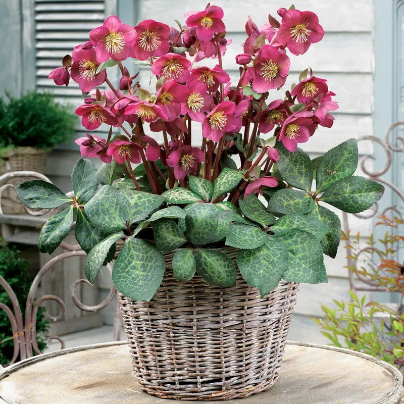 Helleborus 'Anna's Red'