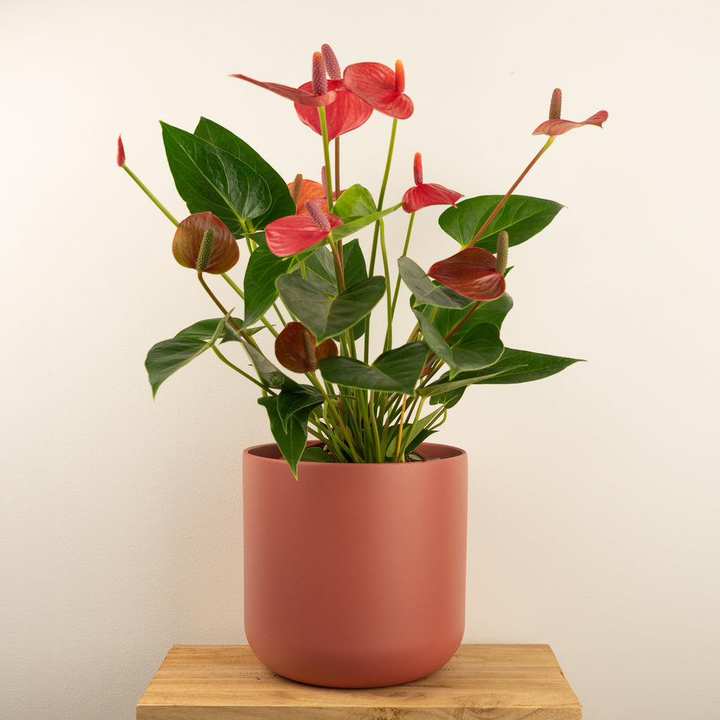 anthurium bugatti red Anthurium