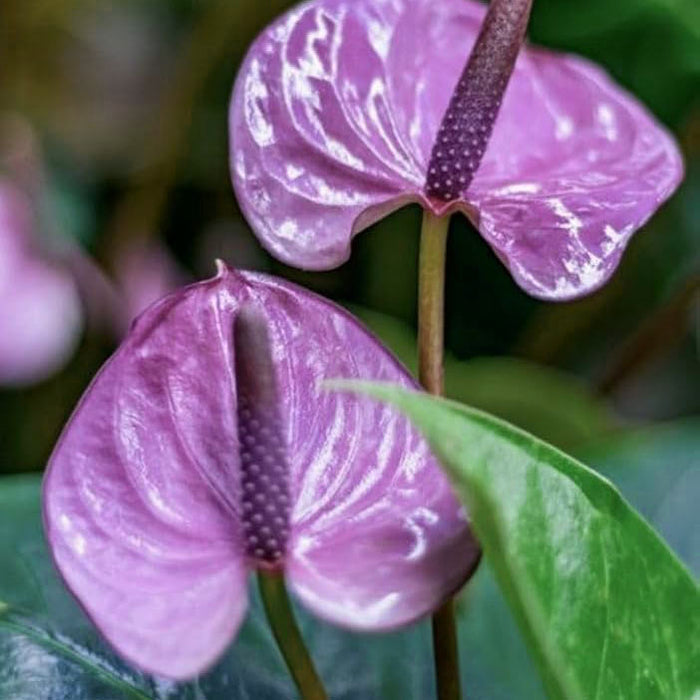 anthurium for sale nz Anthurium