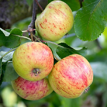 Apple 'Peasgood's Nonsuch'