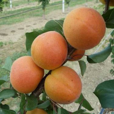 Apricot 'Fitzroy'