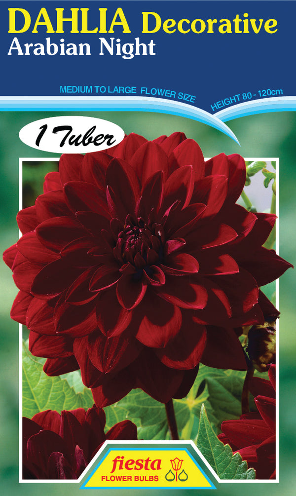 DAHLIA 'Arabian Night'