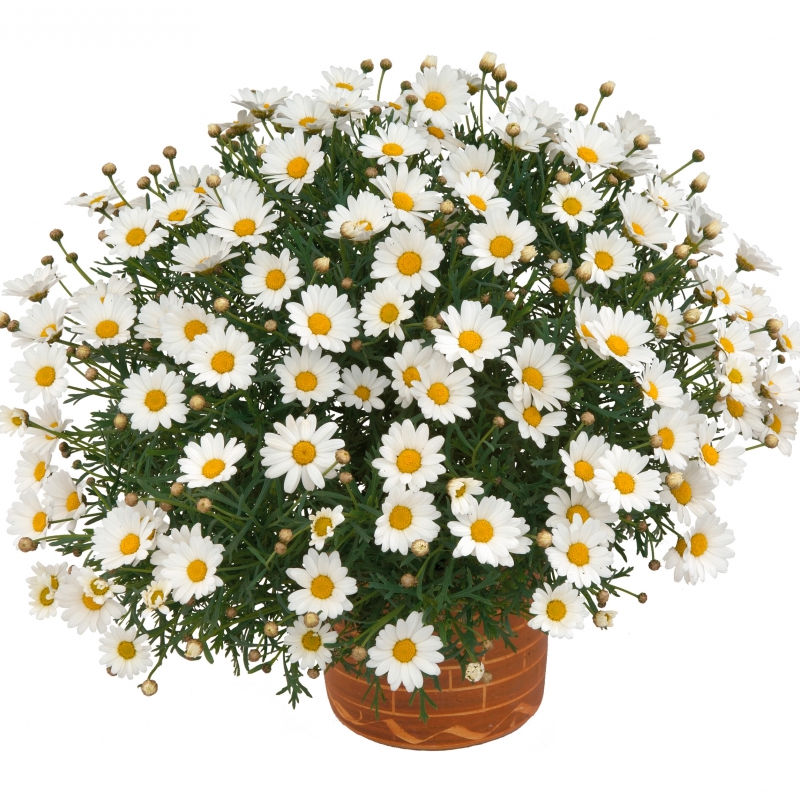 Argyranthemum | Mars