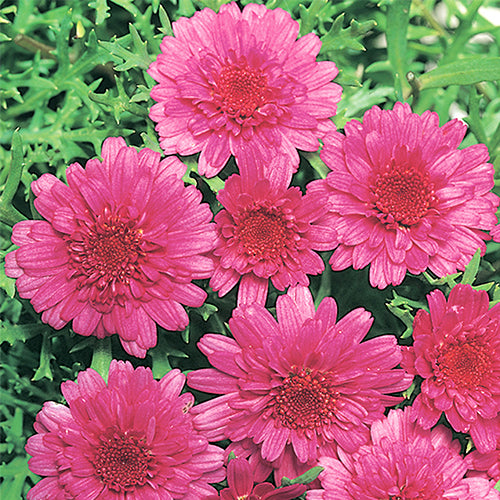 Federation Daisy Sugar Cheer 9cm