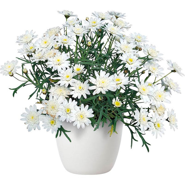 Argyranthemum | White Chic