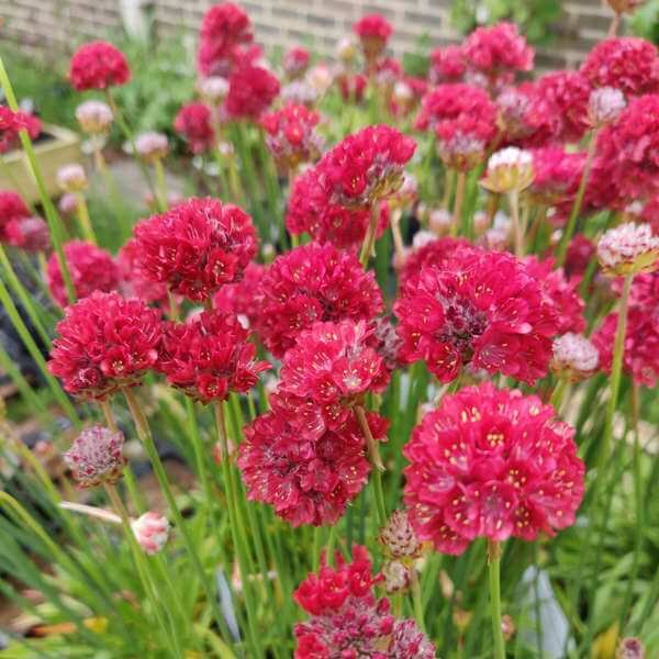 Armeria Ballerina Red