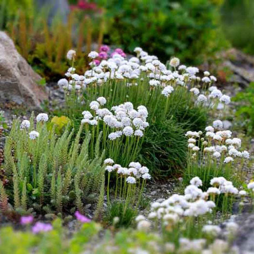 Armeria maritima 'Alba'