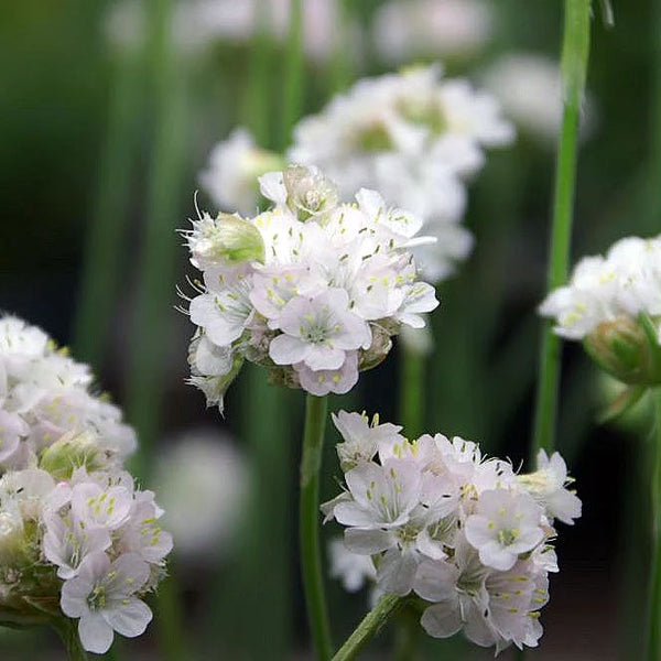 Armeria maritima 'Alba'
