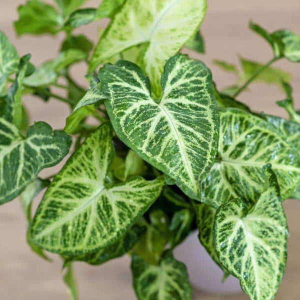 Syngonium podophyllum 'Batik'