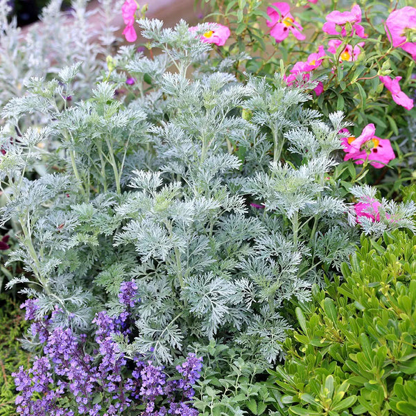 Artemisia | powis castle