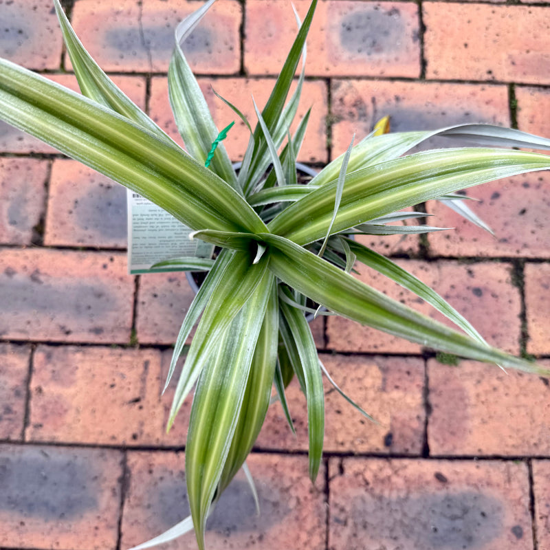Astelia Chathamica (Silver Spear)