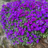 Aubrieta | Audrey Purple