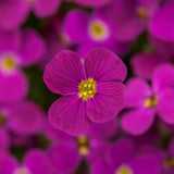 Aubrieta | Red