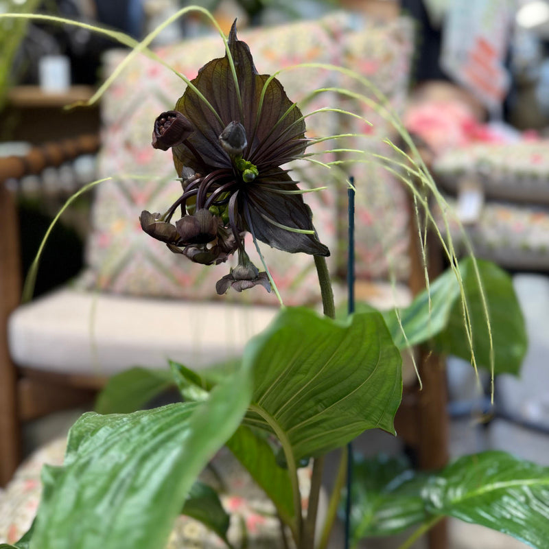 Tacca Chantrieri