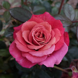 Climbing Rose Birthday Present