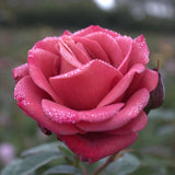 Climbing Rose Birthday Present