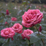 Climbing Rose Birthday Present