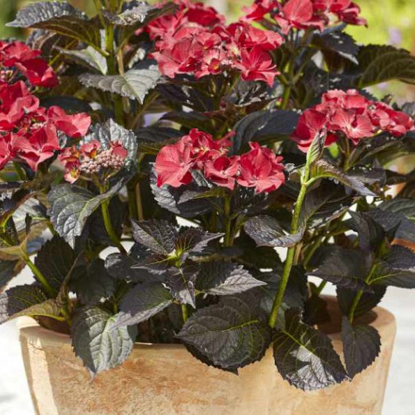 Hydrangea | Tuxedo Black Tie