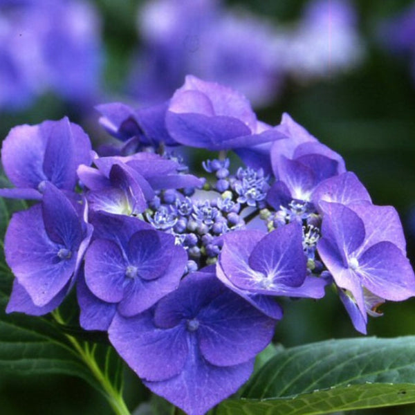 Hydrangea Blaumeise