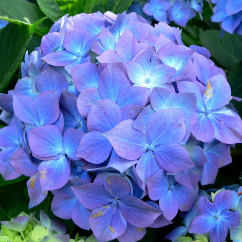 Hydrangea Blue Prince