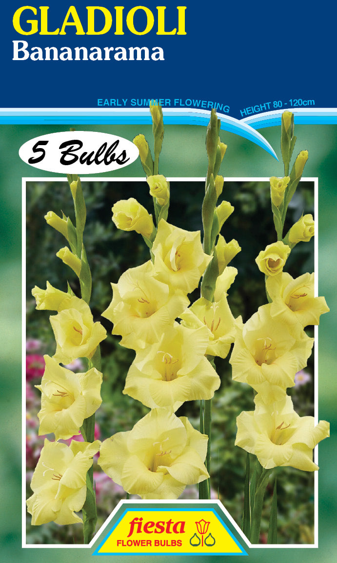 Gladioli 'Bananarama'