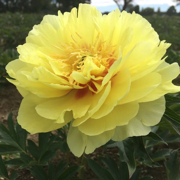 Peony - Bartzella