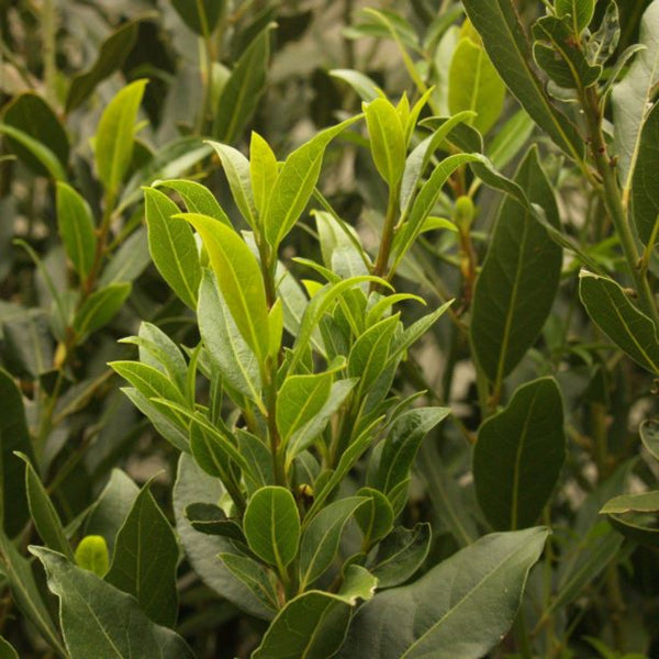 Laurus nobilis (Bay Tree)