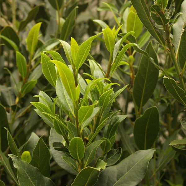 Laurus nobilis (Bay Laurel) 150cm Standard