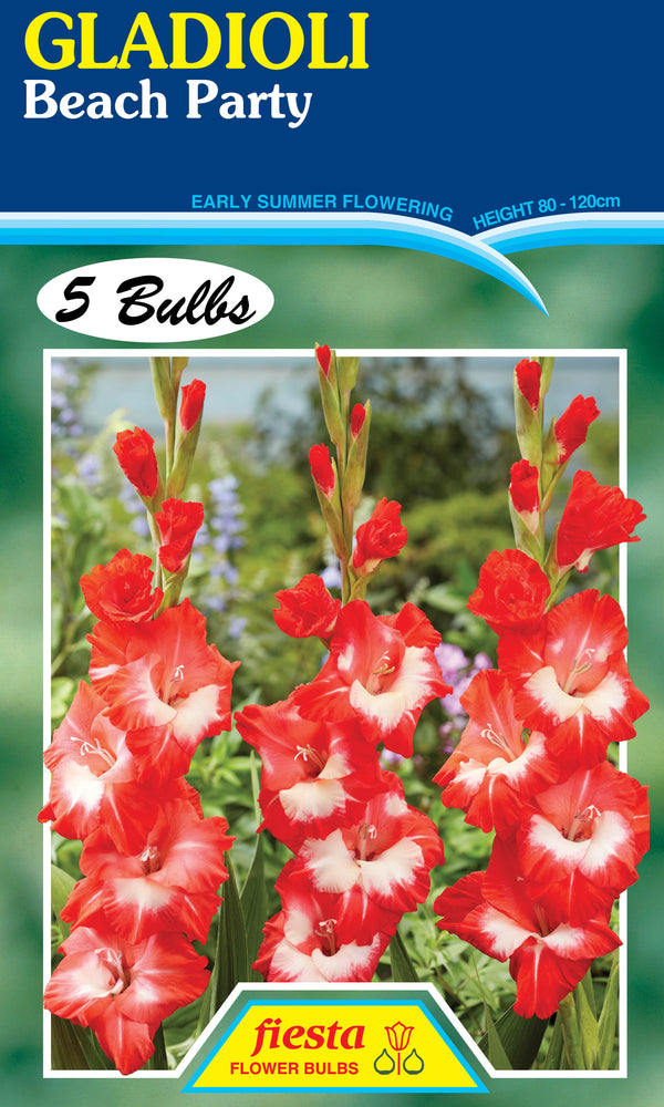 Gladioli 'Beach Party'