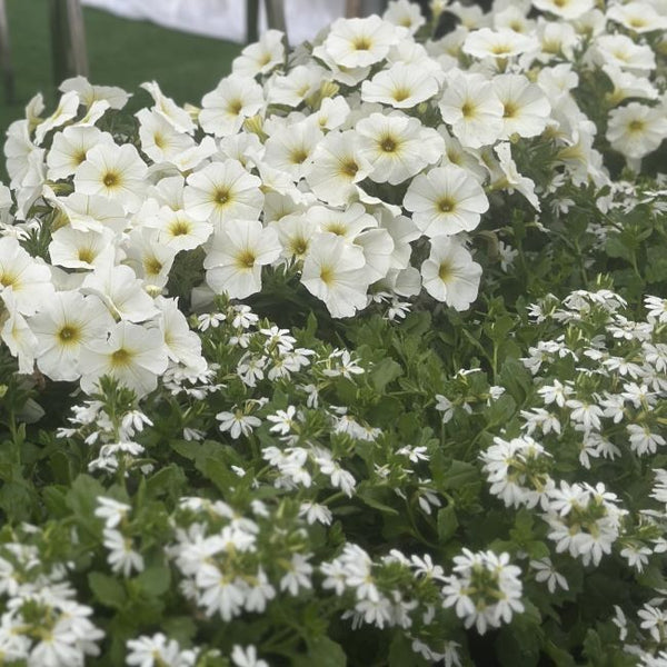 BeautiCal | Pearl White