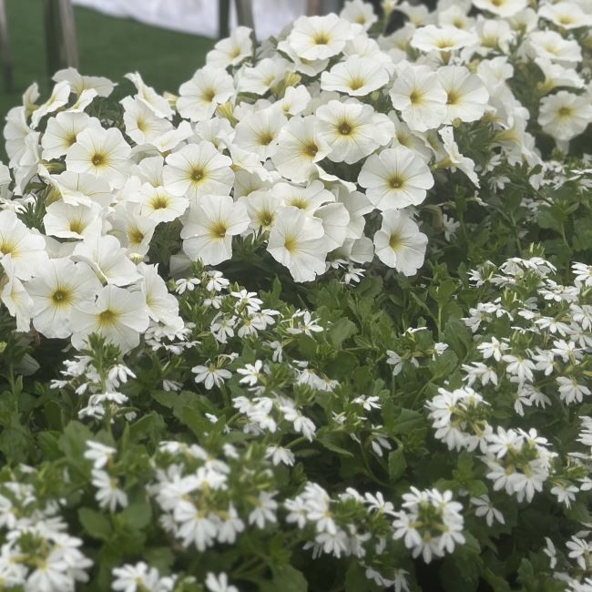 BeautiCal | Pearl White