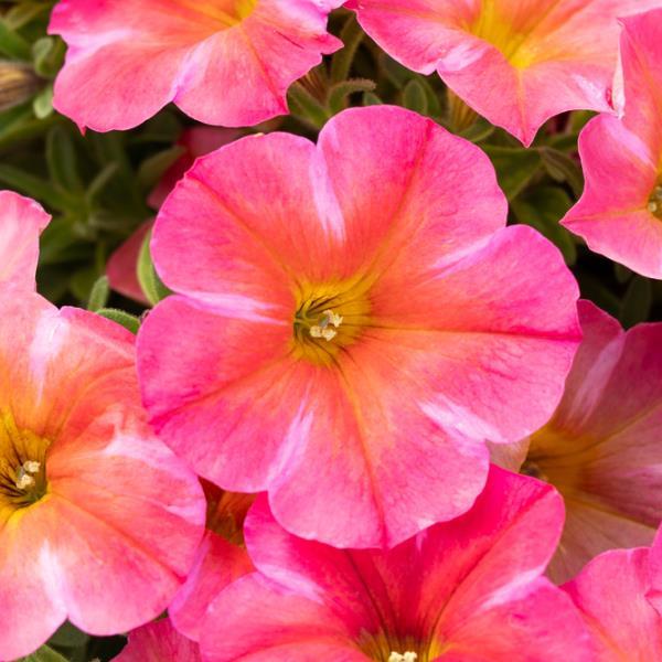 BeautiCal Coral Star