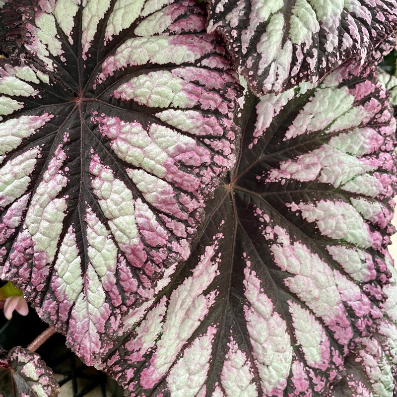 Begonia Fireworks