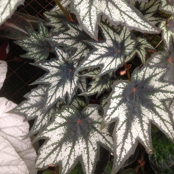 Begonia Little Brother Montgomery