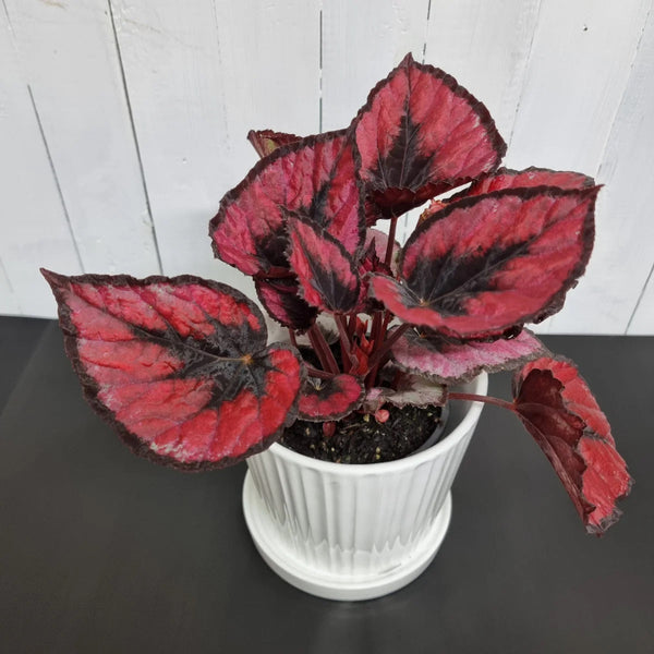 Begonia Red Kiss