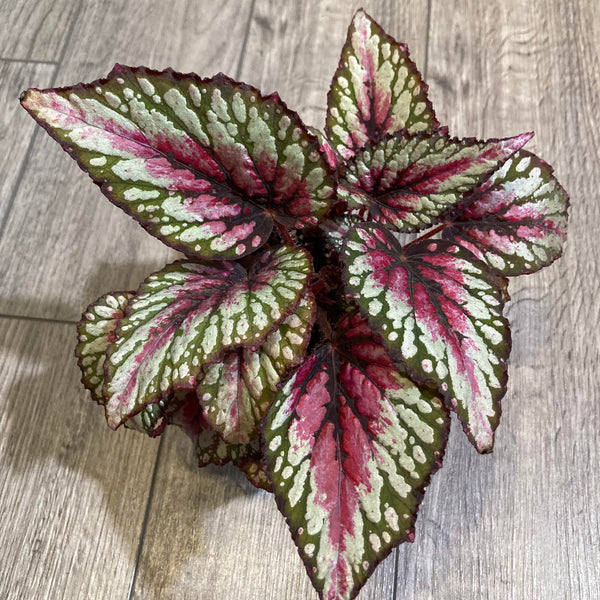 Begonia Salsa