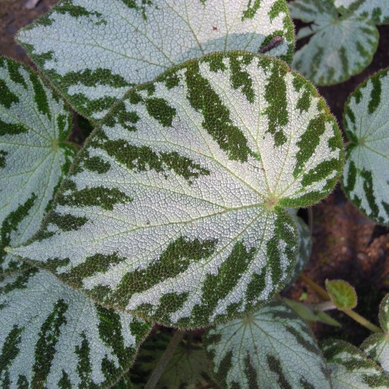 Begonia Silver Jewel